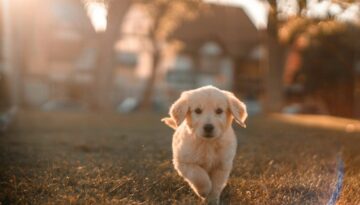 cristian-castillo-73pyV0JJOmE-unsplash (1)